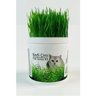 Agroera Kedi Çimi Doğal 10 cm Uzunlukta Tüy Yumağı Önleyici Evcil Hayvanlar