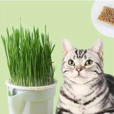 Exelox Online Topraksız Suda Kedi Çimi Yetiştirme