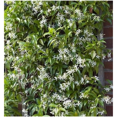 Rhyncospermum Jasminoides Arap Yasemini Yasemin Fidanı 30-60 cm Kokulu Bahçe