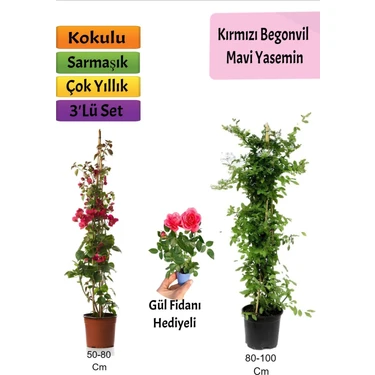 Bitkim Sende Mavi Yasemin+ Kırmızı Begonvil+ Mini Gül